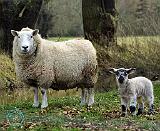 Sheep 9R12D-19